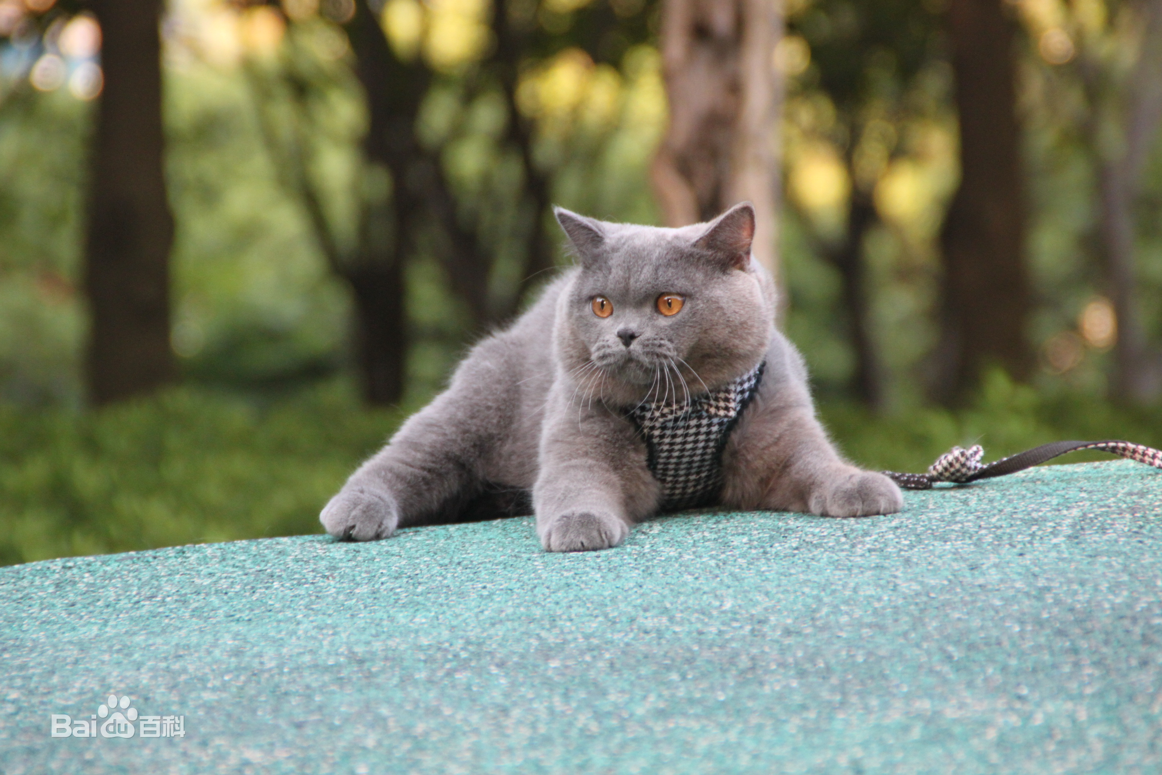 元字段分类测试